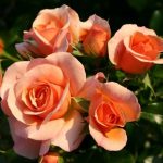 APRICOLA