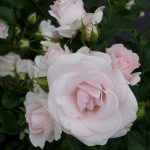 ASPIRIN ROSE