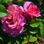CHATEAY D’AZAY-LE-FERRON