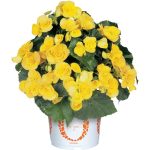 Begonija, solēnija Blitz