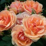 FRANCESCA MARZOTTO CAOTORTA