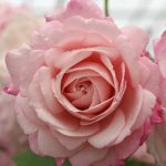 ROSENFASZINATION