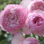 THE MILL ON THE FLUSS