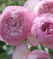 THE MILL ON THE FLUSS