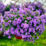 Skrajā sutera Baristo Giga Blue