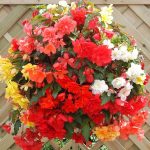 Kamolbegoniju hibrīds