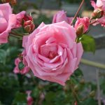 CORAL DAWN