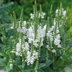 Virdžīnijas fizostēgija