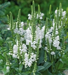 Virdžīnijas fizostēgija