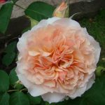 FROUFROUTANTE JACKIE