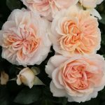 GARDEN OF ROSES