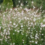 Lindheimera gaura