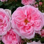 HOME&GARDEN