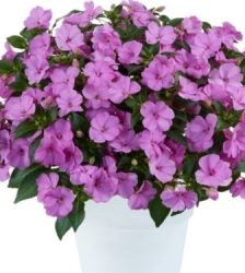 Jaungvinejas balzamīne