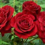 ISABELLE RENAISSANCE