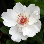 JACQUELINE DU PRE