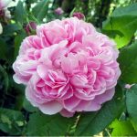 JACQUES CARTIER