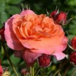 JARDIN DU BRULE