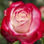 JUBILE DU PRINCE DE MONACO