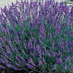 Šaurlapu lavanda