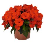 Jaungvinejas balzamīne Magnum Fire