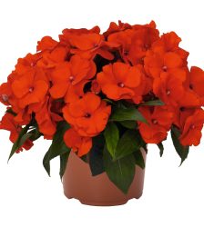 Jaungvinejas balzamīne