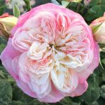 NANCY BIGNON-CORDIER