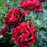 HEINC WINKLER / HOMMAGE A BARBARA