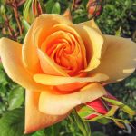ORANGE SPECIAL BLOSSOM