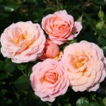 PEACH CLEMENTINE
