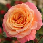 PEACH MELBA