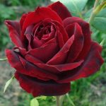 PERLE NOIRE