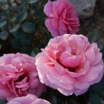 PERSIAN MYSTERY