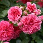 PINK SWANY