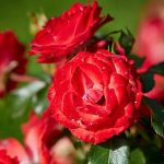 PLANTEN UN BLOMEN