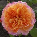 POUR L’AMOUR D’UN CHATEAU