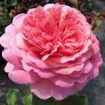 PRINCESS ALEXANDRA OF KENT