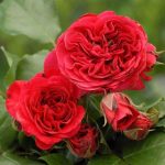RED LEONARDO DA VINCI