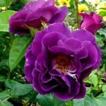 RHAPSODY IN BLUE