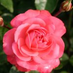 ROSANNA