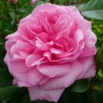 ROSERAIE DU CHATELET