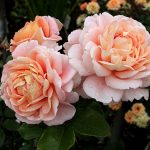 SANGERHAUSER JUBILAUMSROSE