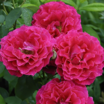 SOUVENIR D’EDOUARD MAUBERT