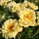 SUNNY ROSE
