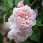 THE GENEROUS GARDENER