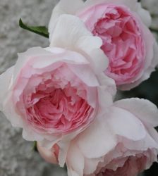 THE WEDGWOOD ROSE
