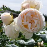 UETERSENER KLOSTERROSE