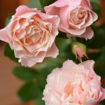 DAPHNE (PORCELAINE D’ORIENT)