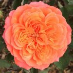 VALERIE DE MONTGOLFIER