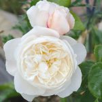 WILLIAM AND CATHERINA